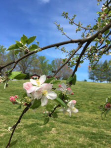 spring blossoms