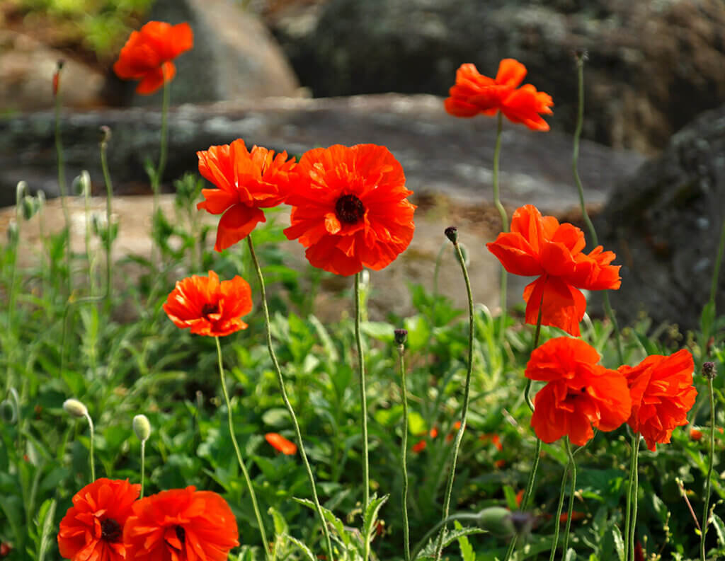 blooming poppies