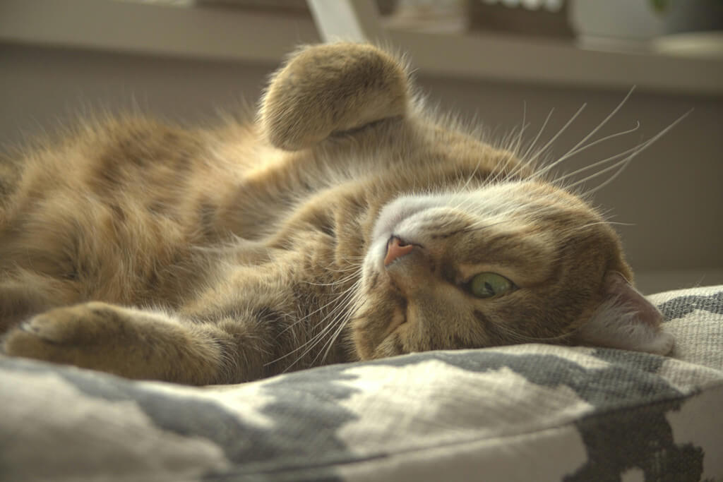 kitty on a bed