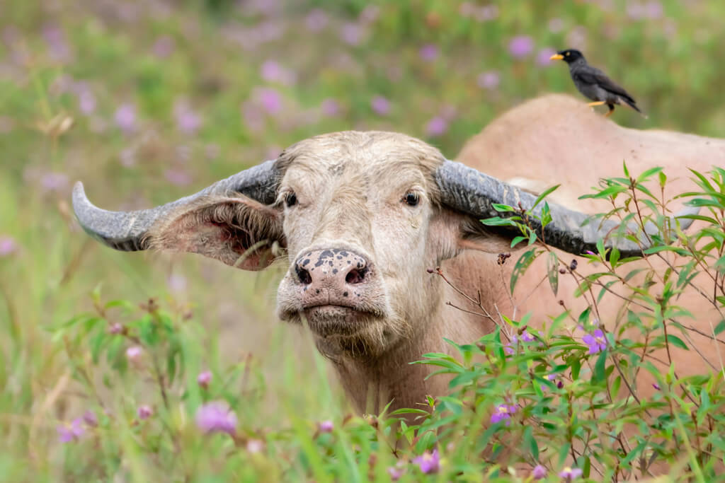 water buffalo in field